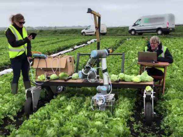 野菜の収穫作業を自動化してくれるVegebot（ベジボット）とは？