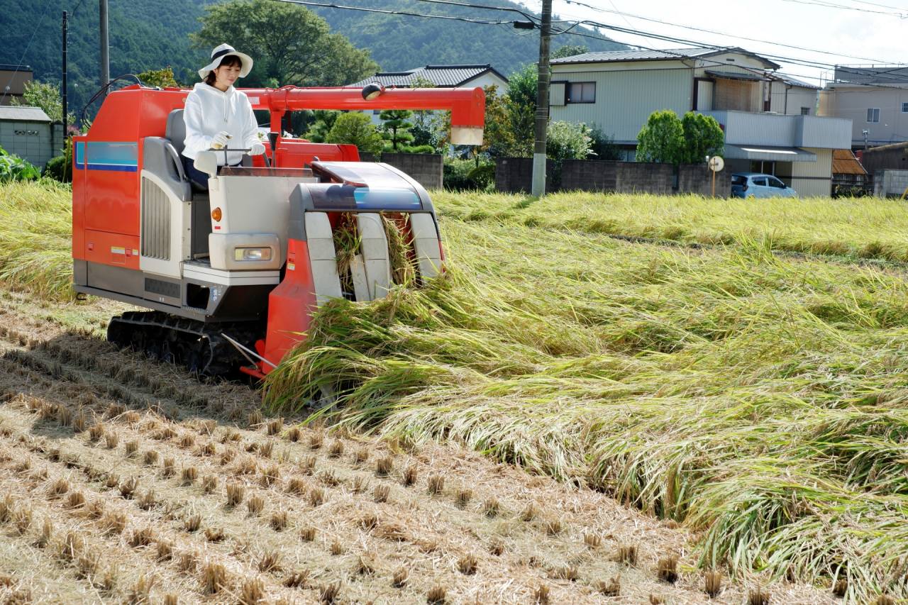 農業女子がコンバインで稲刈りする